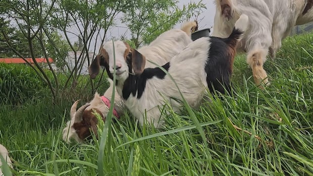Mobile homesteaders welcome their next generation of goats