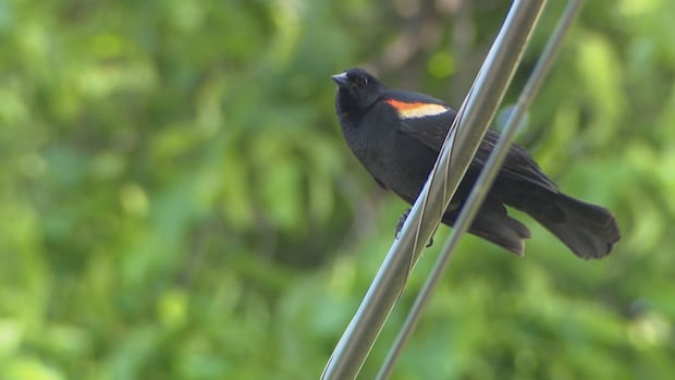 'Pretty evil birds' are dive-bombing pedestrians in Etobicoke, residents say | CBC News