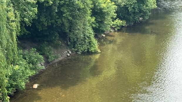 Why removing a dead deer from the Thames River wasn't a situation of passing the buck