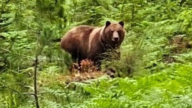 Relocation not an option for grizzly that has divided public opinion on small island, say B.C. officials
