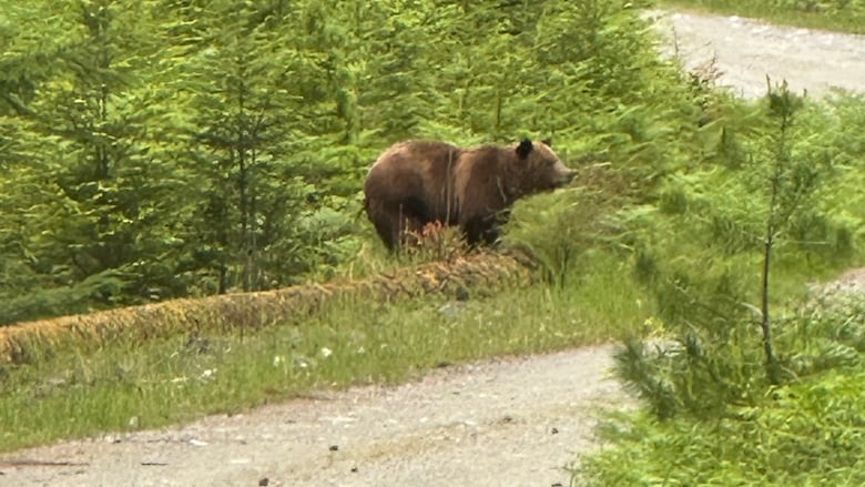 A grizzly bear stands amid greenery at the edge of a dirt road.