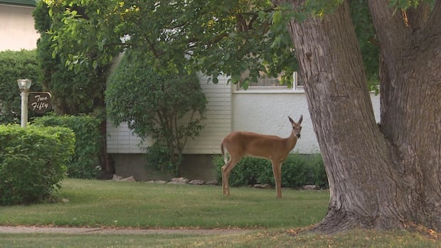 Dog owner describes 'unnerving' encounter with aggressive deer in Winnipeg neighbourhood