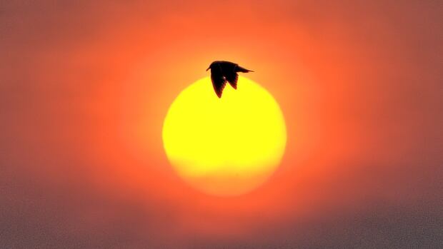 Summer skies, sunsets and a strawberry moon in this week's audience photo gallery