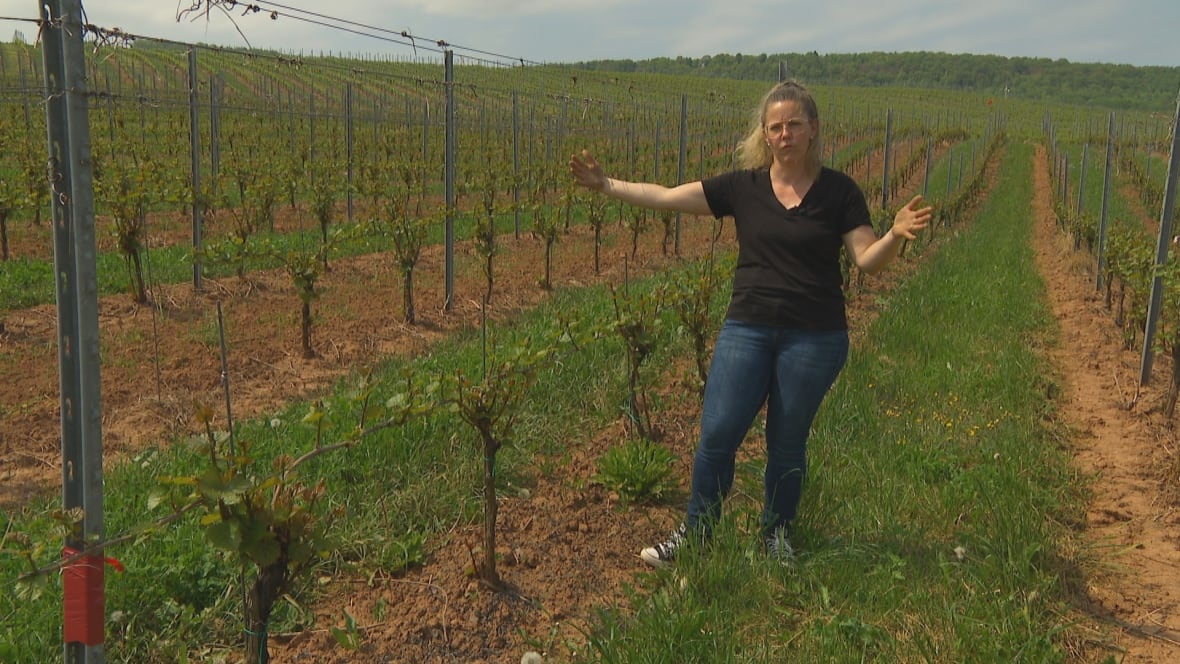 A woman stands in a vineyard wearing a black tshirt and jeans