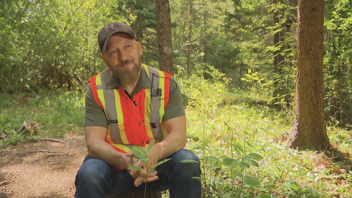 A man in a high-viz vest sits in a sunny forest