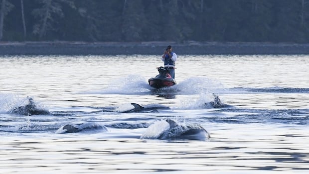 B.C. jet skier fined $5K for approaching dolphins too closely