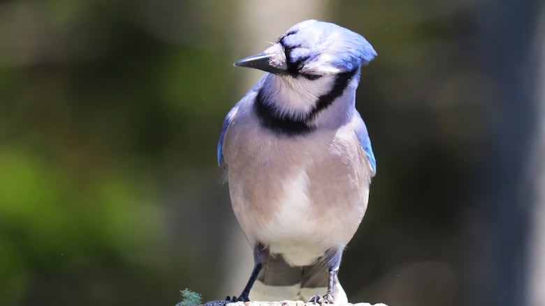 A blue jay perched on a pole
