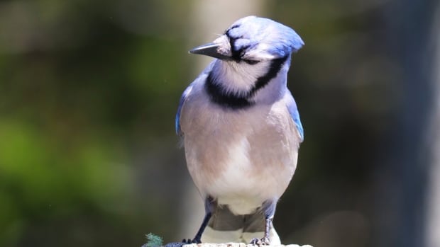 A blue jay perched on a pole