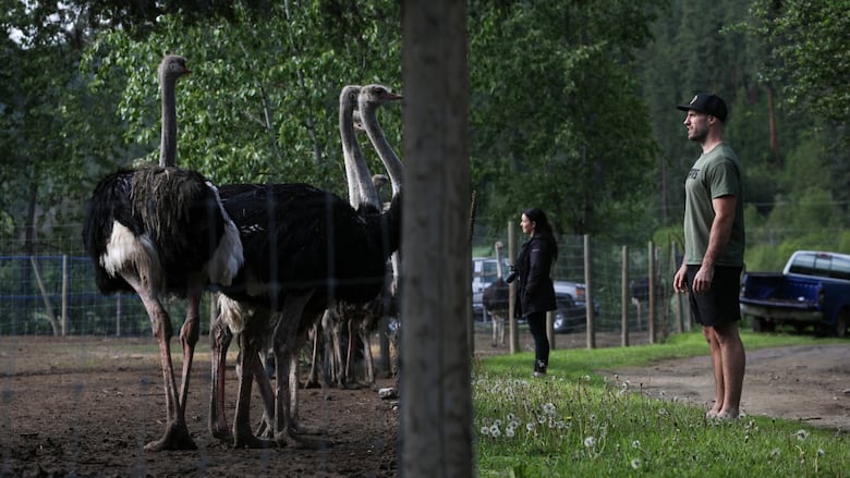 A man stands looking at ostriches.