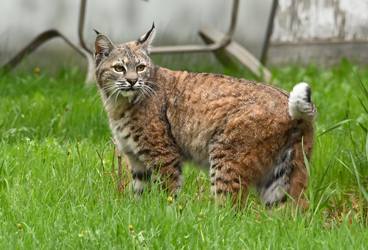 A bobcat.