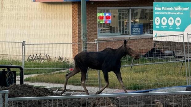 A moose surrounded by a metal fence runs past a pile of dirt in front of a pharmacy.