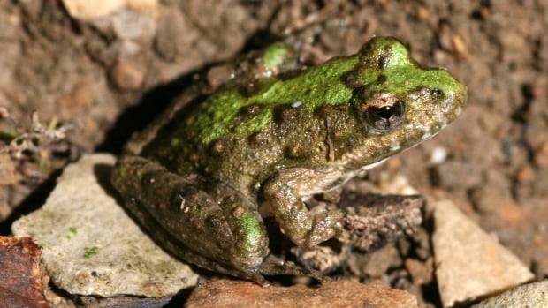 The Blanchard's Cricket Frog is considered extirpated in its only Canadian habitat in southwestern Ontario.