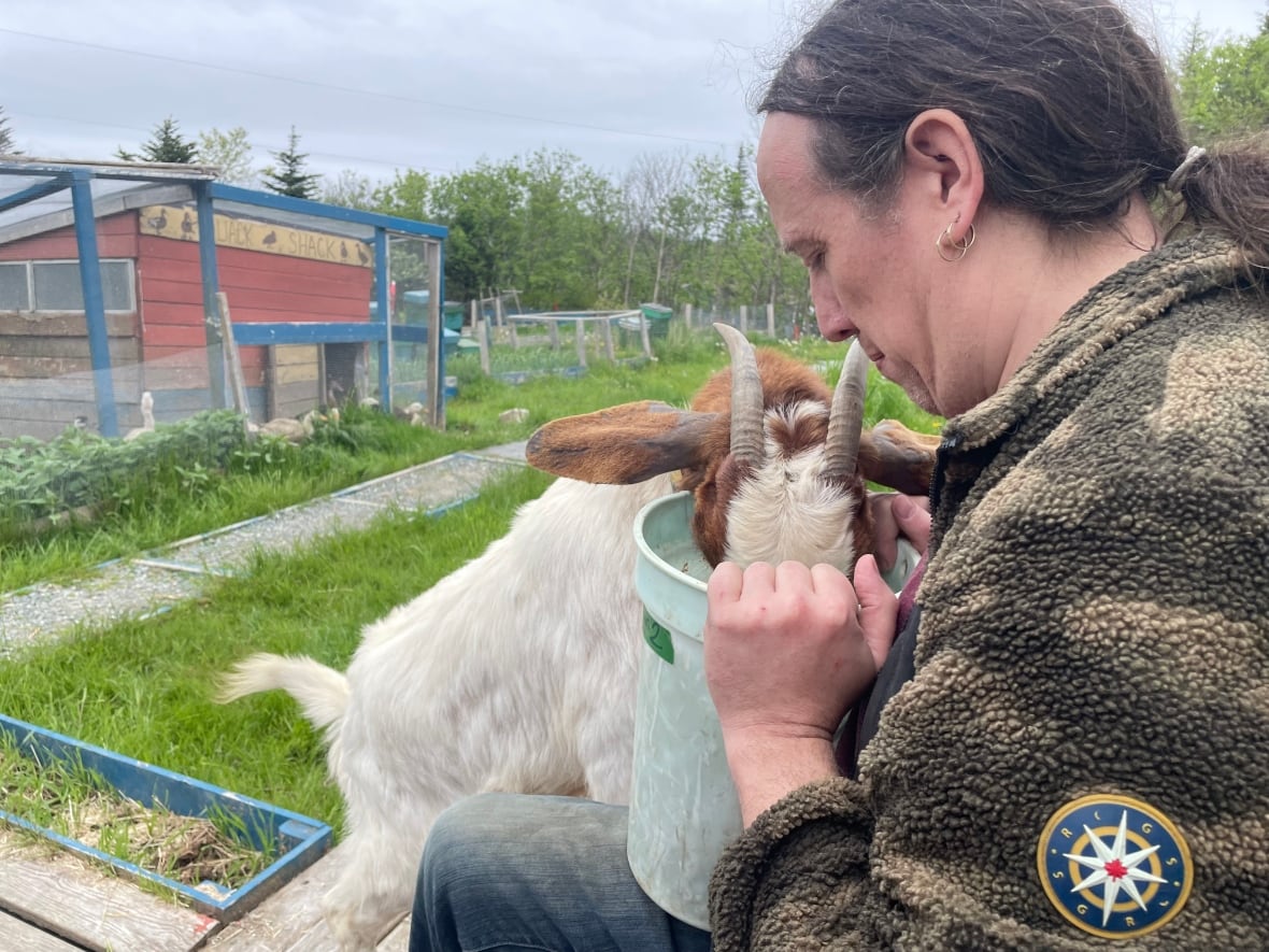 Man holding a bucket with a goat sticking its head into bucket.