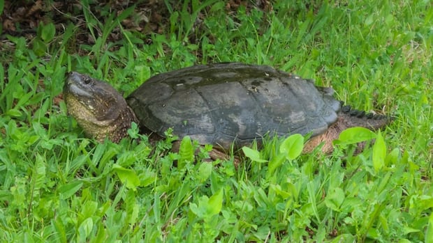 Snapping turtle surprises Thunder Bay, Ont., couple at camp as nesting season begins