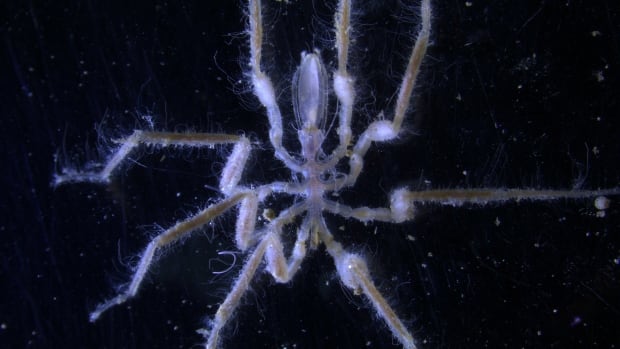 Methane eating sea spider under microscope