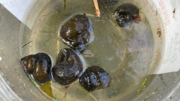 A bucket with snails