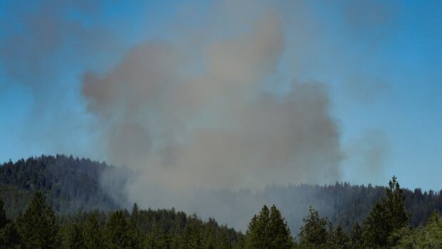 Smoke rises above a forest