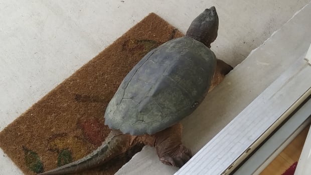 The very first encounter Graham had with one of the snapping turtles was about 15 years ago when he heard a scratching noise at his door. The very first encounter Graham had with one of the snapping turtles was about 15 years ago when he heard a scratching noise at his door.