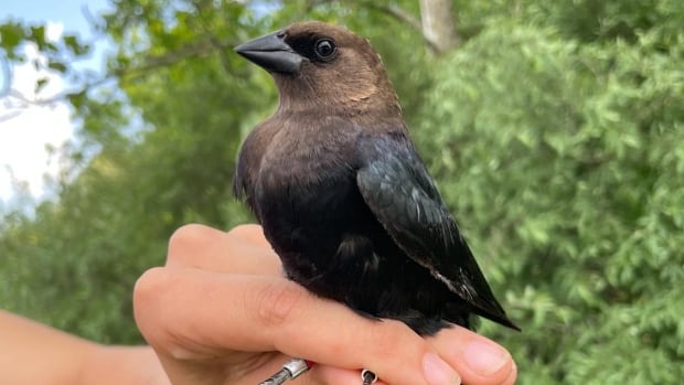 A hand holds a small black bird with a brown head and a black beak.