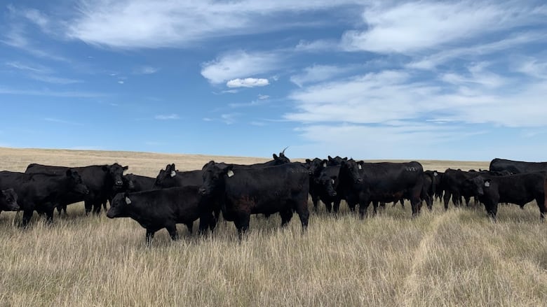 A dozen black cows stand in a line on brown grass as a blue cloudy sky looks down on them