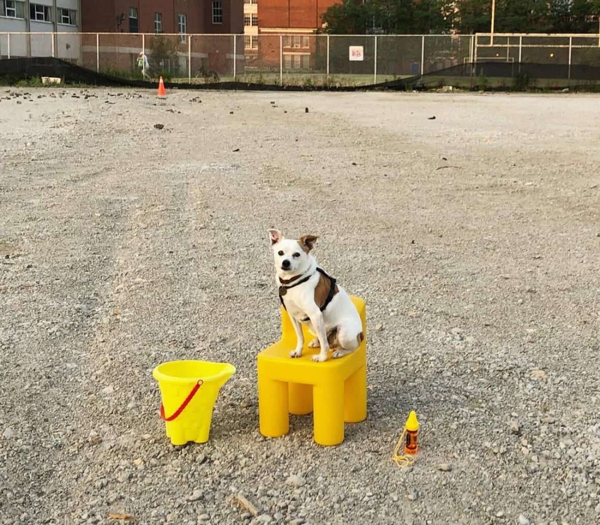Bloordale Beach dog