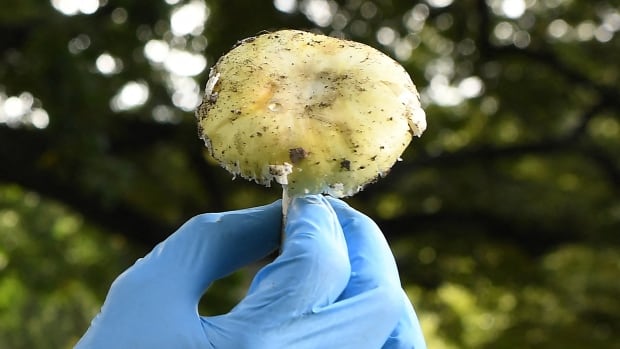 (FILES) A Death Cap mushroom, an extremely toxic mushroom and responsible for 90 percent of all mushroom poisoning deaths, is seen at the Royal Botanic Gardens in Melbourne on March 31, 2021. An Australian woman murdered her husband's parents and aunt by lacing their beef Wellington lunch with toxic mushrooms, a jury found on July 7, 2025 at the climax of a trial watched around the world. Keen home cook Erin Patterson hosted an intimate meal in July 2023 that started with good-natured banter and earnest prayer -- but ended with three guests dead. A large yellowy mushroom is shown in closeup, lifted by a hand in a blue glove.