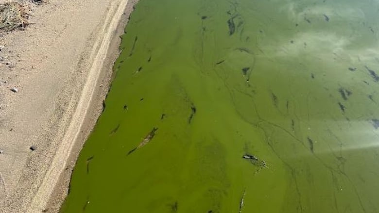 Gross looking green algae covering a lake.
