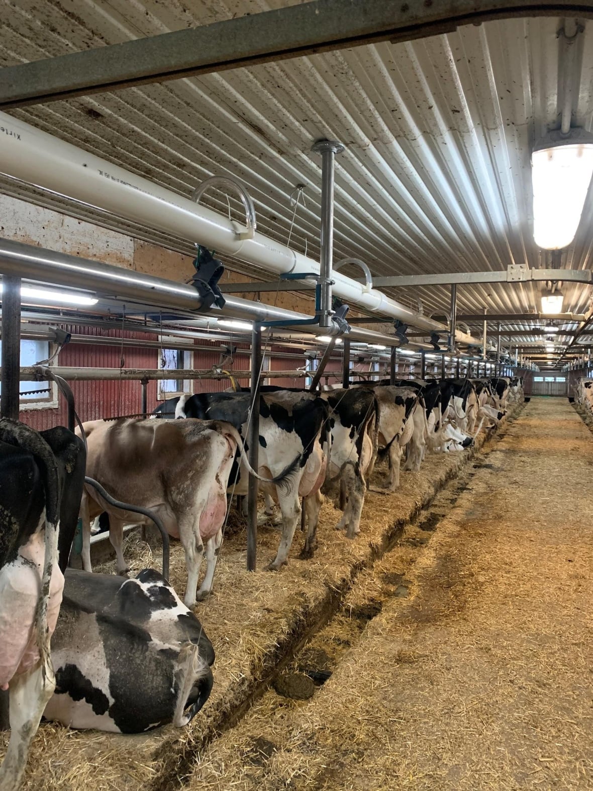 Row of cows in barn