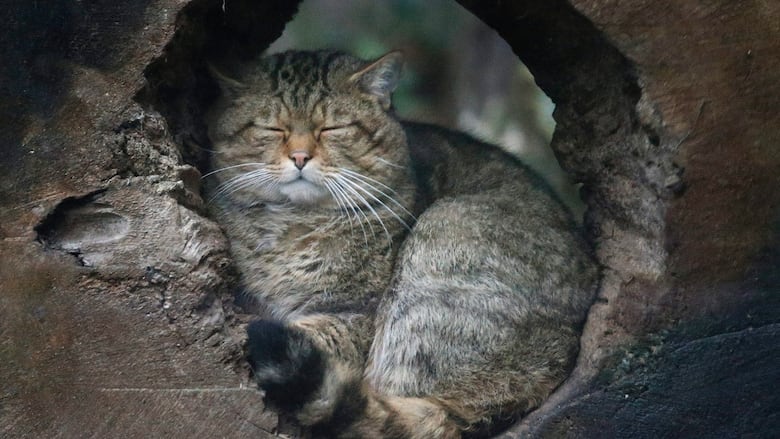 A European wildcat hides and sleeps in a hole at the zoo in Duisburg, Germany, Friday, Jan. 30, 2015. 