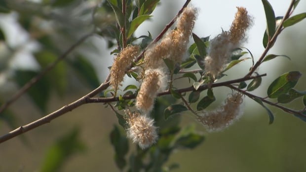 White fluff surrounds tree branch.