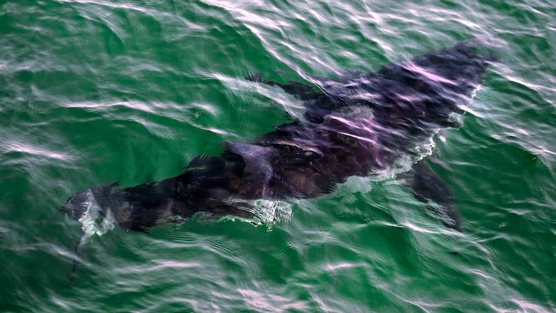 A shark's silhouette in green water.