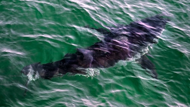 A shark's silhouette in green water.
