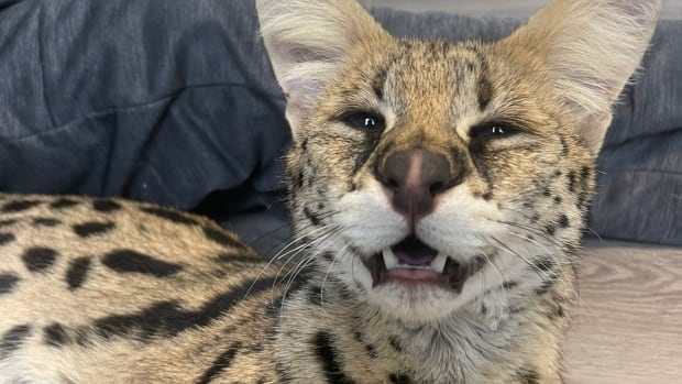 Sonu De'cruze's eight-year-old serval, Uzi. De'cruze has spent thousands of dollars and endless hours making sure the exotic cat is properly cared for. A serval cat.