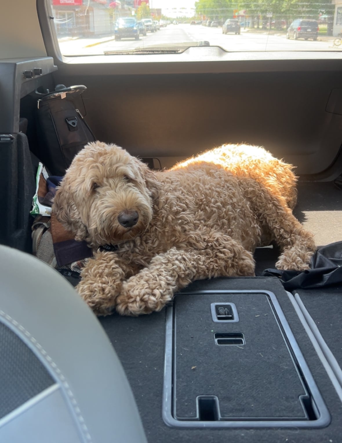 A picture of a dog in the backseat of a vehicle