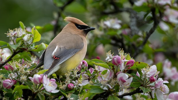 Waxwings and rainbows: Enjoy these photos from around New Brunswick