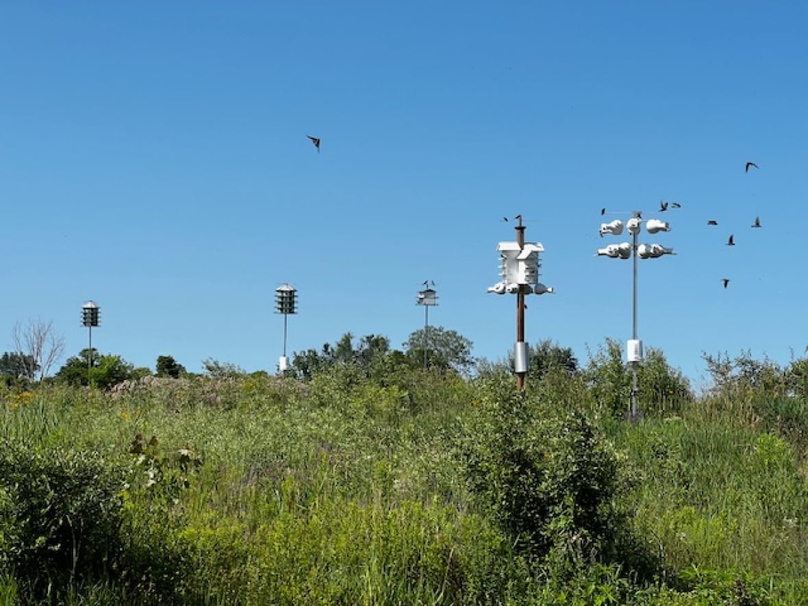 Several bird "apartment buildings" on stilts in a field on a sunny day with birds flying between them. 