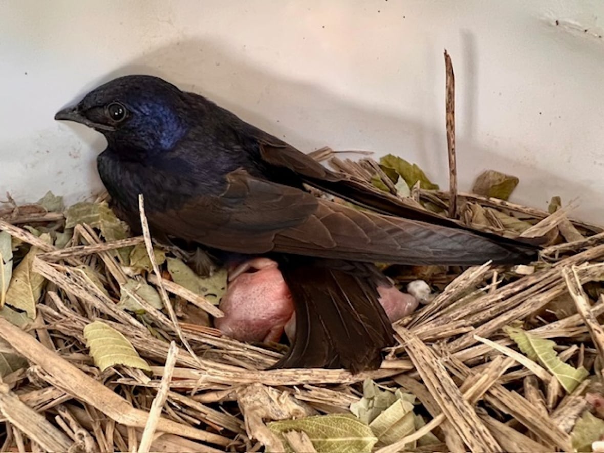 A purple martin mother and baby sitting in straw.