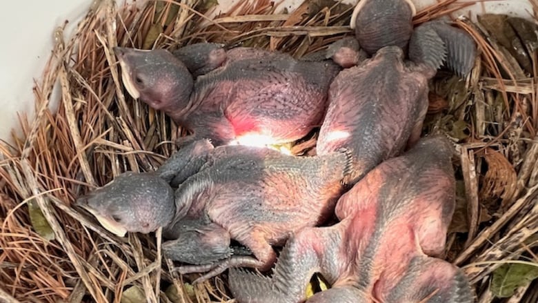 Very young purple martin babies with eyes open but no feathers huddled in a nest of straw.