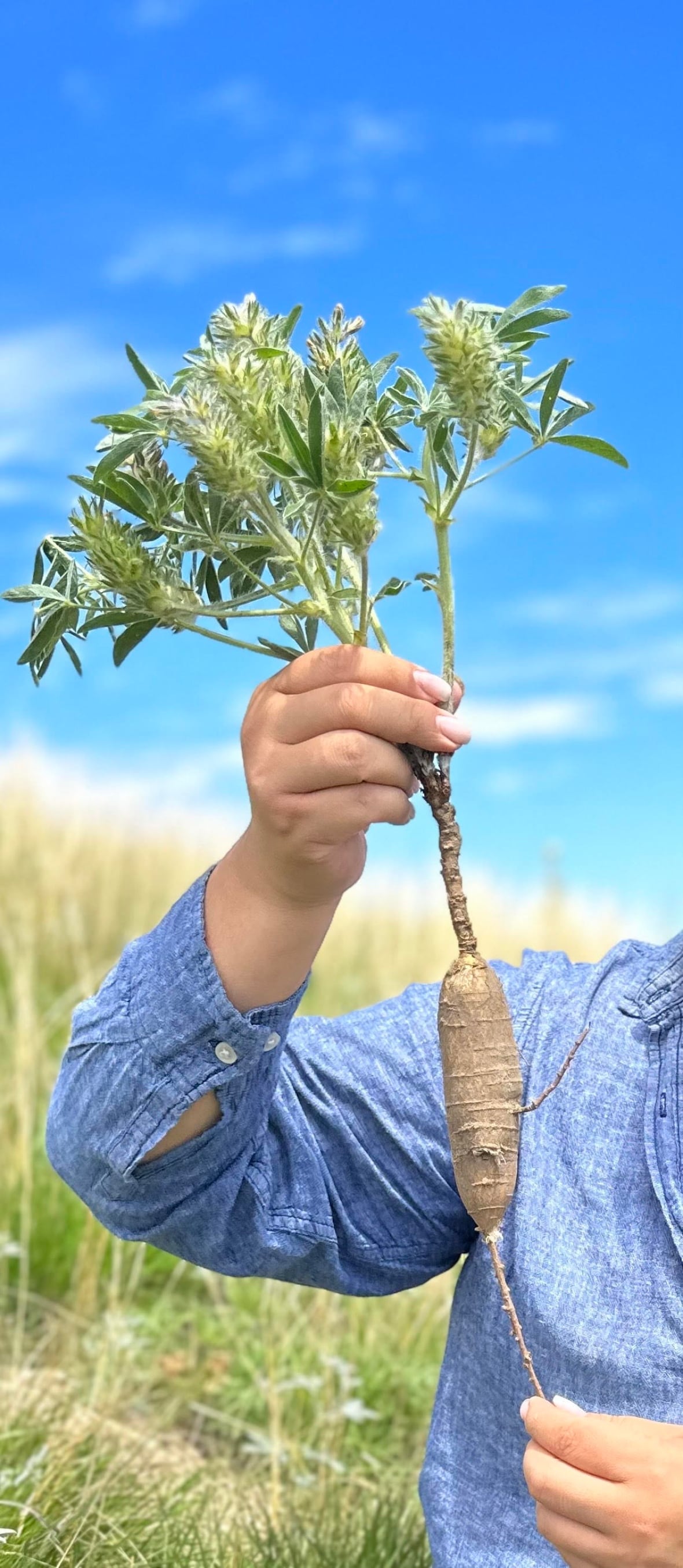 A hand is holding up a wild turnip, which has the stem of a flower with purple hue and the bottom looks like a potatoe.