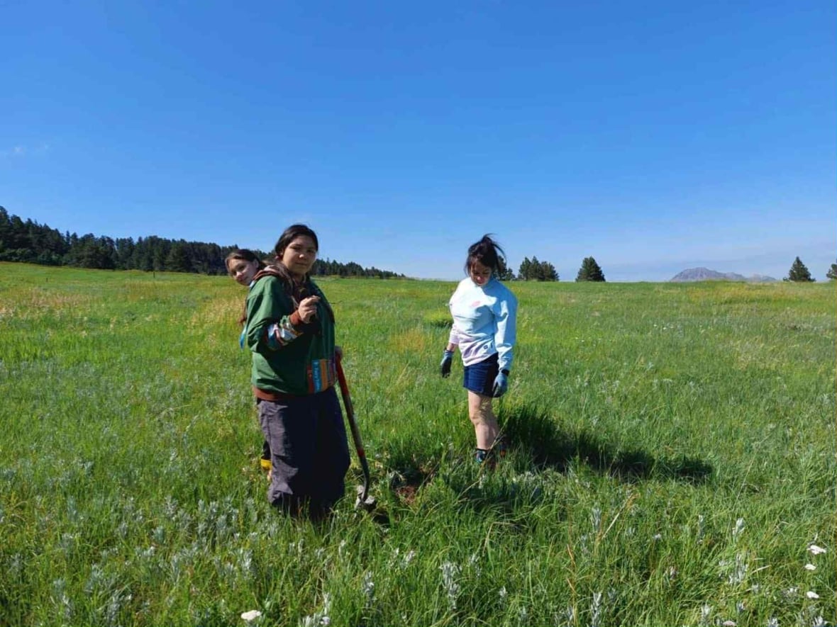 three girls are standing in shorts and sweaters, holding shovels to dig up wild turnips in the field.