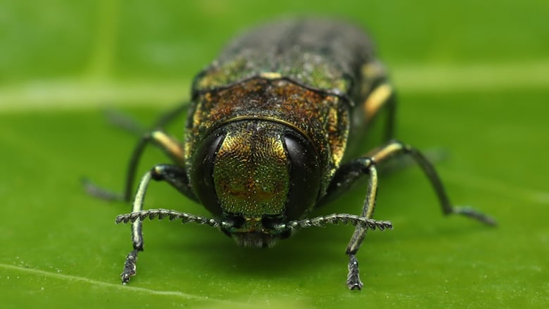 A green beetle is perched on a leaf.
