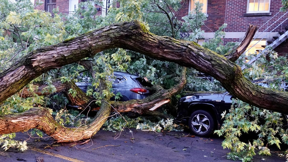 Muchos árboles fueron golpeados por la provincia durante una tormenta violenta el domingo por la tarde.