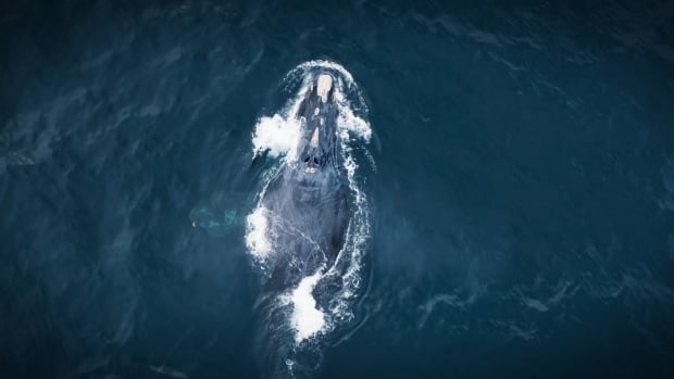 A drone shot of a North Atlantic Right Whale partially submerged in the water