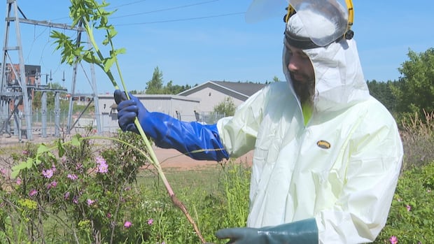 Islanders being asked to report sightings of toxic, skin-burning wild parsnip