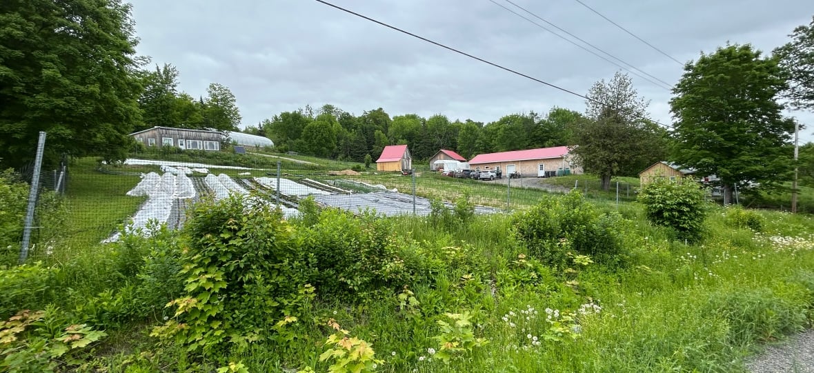 A country roadside view of a small home with a big garden out front and some other outbuildings.