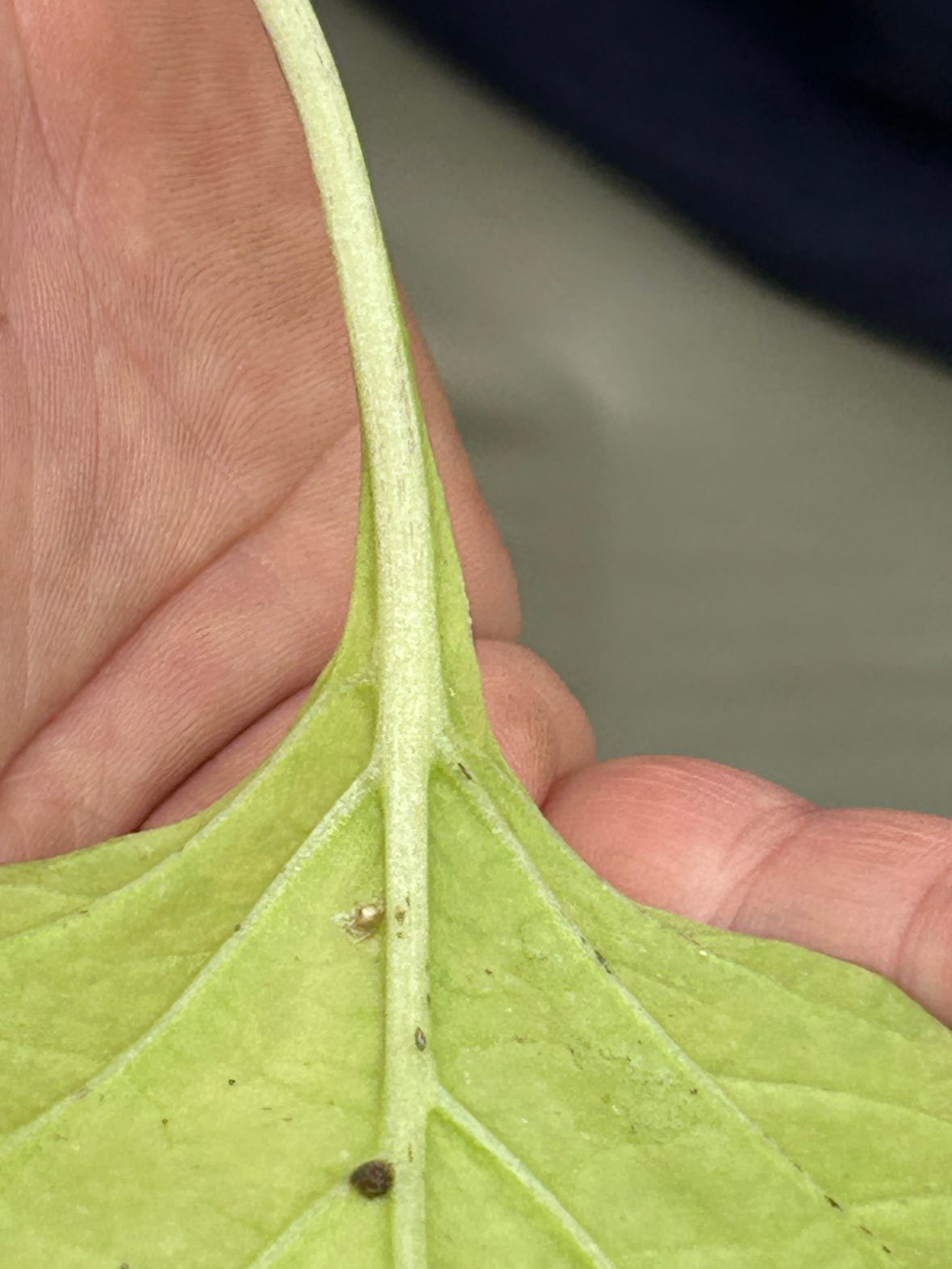 A close up of the underside of a leave laid in a hand. Near the stem a small white insect can be seen.