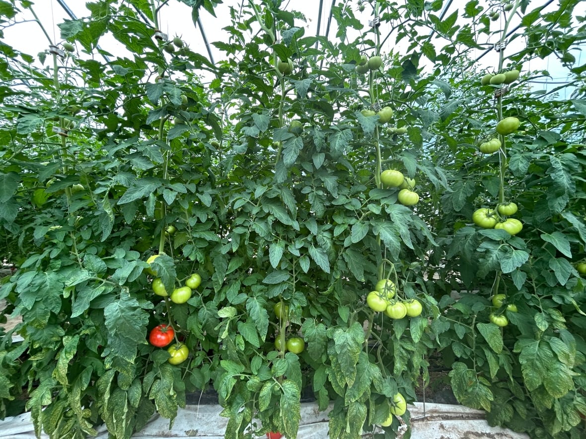 Tall tomato plants laden with dozens of plump tomatoes, most of them green, a couple of them red. In the background is a white greenhouse wall. In the foreground is a white plastic tarp.