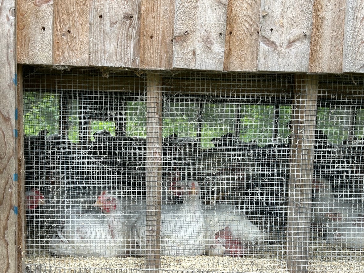 A view through the bottom of a chicken coop, with wood framing and screened windows. A few white chickens with red combs and wattles can be seen lying in wood shavings near the window. Silhouettes of dozens more can be seen in the background.
