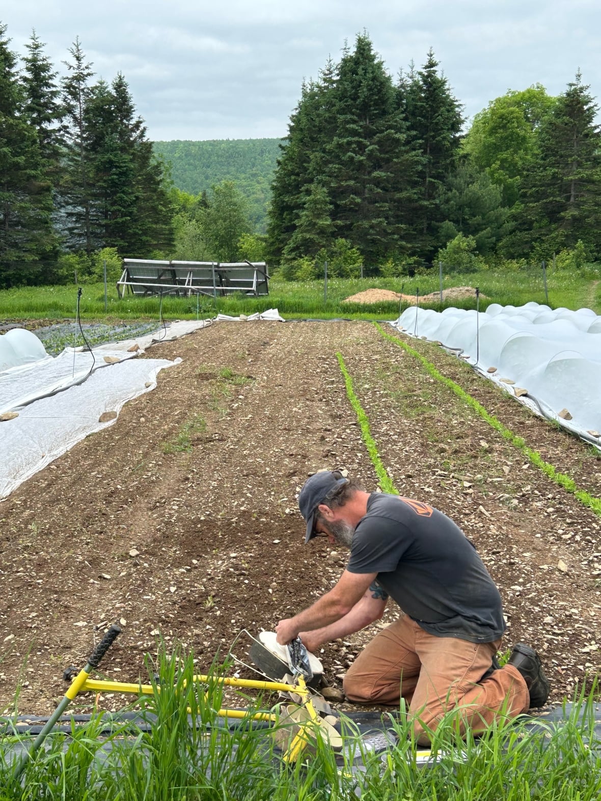 A man wearing brown work pants and black t-shirt and dark ball cap kneels at the edge of a garden and uses both hands to adjust a wheel on a yellow tool that somewhat resembles a bicycle frame. In the background you can see rows of dirt, on the sides and white crop covers. Farther back are tall evergreens bordering the field and in the distance on a hillside. In the foreground is green grass.