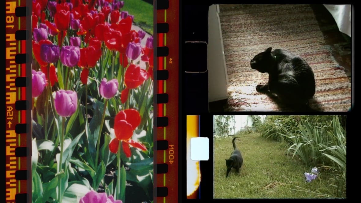 A collage of film stock shows an image of red and purple flowers, an image of a black cat scratching itself on a carpet and a black cat walking on grass near a garden.